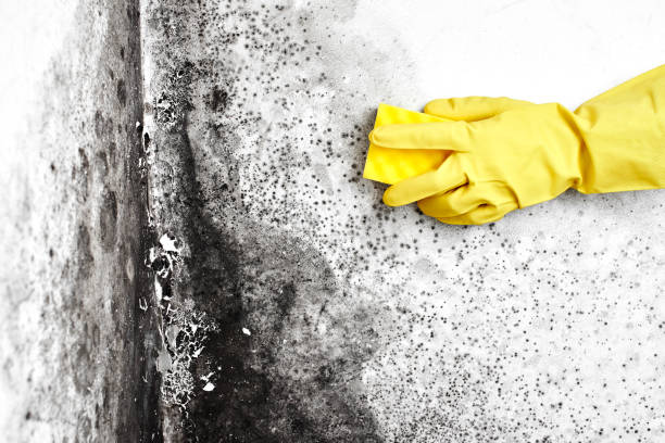 Office Mold Removal Services in Fort Collins, CO