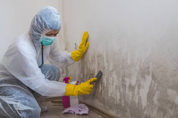 Best Attic Mold Removal  in Fort Llins, CO