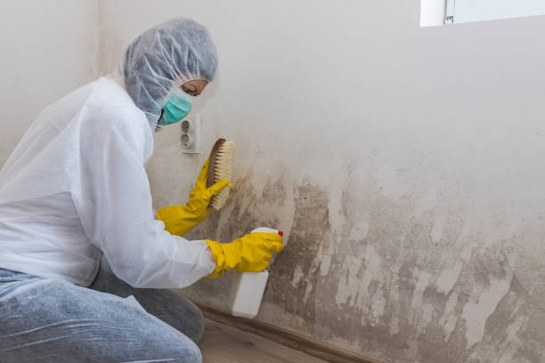 Best Residential Mold Removal  in Fort Llins, CO