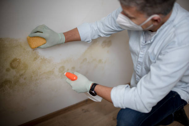 Fort Collins, CO Mold Removal Company