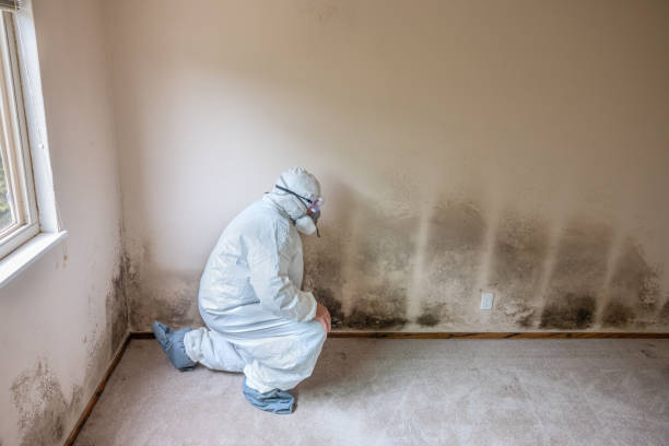 Best Black Mold Removal  in Fort Llins, CO